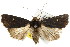 (Proteuxoa testaceicollis - IM07-0530)  @14 [ ] CreativeCommons - Attribution (2011) CBG Photography Group Centre for Biodiversity Genomics
