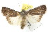  ( - IM07-0580)  @14 [ ] CreativeCommons - Attribution (2011) CBG Photography Group Centre for Biodiversity Genomics
