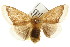  ( - IM07-0609)  @14 [ ] CreativeCommons - Attribution (2011) CBG Photography Group Centre for Biodiversity Genomics
