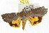  ( - IM07-1143)  @14 [ ] CreativeCommons - Attribution (2011) CBG Photography Group Centre for Biodiversity Genomics