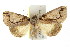  ( - IM08-0479)  @14 [ ] CreativeCommons - Attribution (2011) CBG Photography Group Centre for Biodiversity Genomics