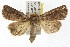  (Mythimna reversa - IM08-0520)  @15 [ ] CreativeCommons - Attribution (2011) CBG Photography Group Centre for Biodiversity Genomics