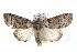  (Gadirtha - IM08-0646)  @15 [ ] CreativeCommons - Attribution (2011) CBG Photography Group Centre for Biodiversity Genomics