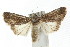  (Ectopatria umbrosa - IM08-0686)  @15 [ ] CreativeCommons - Attribution (2011) CBG Photography Group Centre for Biodiversity Genomics