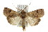  ( - IM08-0770)  @14 [ ] CreativeCommons - Attribution (2011) CBG Photography Group Centre for Biodiversity Genomics
