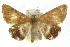  ( - IM08-0771)  @14 [ ] CreativeCommons - Attribution (2011) CBG Photography Group Centre for Biodiversity Genomics