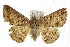 ( - IM08-0777)  @14 [ ] CreativeCommons - Attribution (2011) CBG Photography Group Centre for Biodiversity Genomics