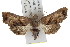  ( - IM08-0813)  @13 [ ] CreativeCommons - Attribution (2011) CBG Photography Group Centre for Biodiversity Genomics