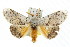  ( - IM08-0832)  @11 [ ] CreativeCommons - Attribution (2011) CBG Photography Group Centre for Biodiversity Genomics