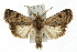  ( - IM08-1153)  @14 [ ] CreativeCommons - Attribution (2011) CBG Photography Group Centre for Biodiversity Genomics