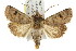  ( - IM08-1221)  @14 [ ] CreativeCommons - Attribution (2011) CBG Photography Group Centre for Biodiversity Genomics