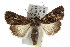  ( - IM08-1718)  @14 [ ] CreativeCommons - Attribution (2011) CBG Photography Group Centre for Biodiversity Genomics