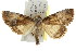  ( - IM08-1863)  @15 [ ] CreativeCommons - Attribution (2011) CBG Photography Group Centre for Biodiversity Genomics