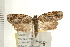  ( - IM08-0911)  @14 [ ] CreativeCommons - Attribution (2008) Unspecified Centre for Biodiversity Genomics
