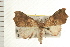  ( - IM08-0944)  @13 [ ] CreativeCommons - Attribution (2008) Unspecified Centre for Biodiversity Genomics