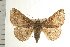  ( - IM08-0948)  @13 [ ] CreativeCommons - Attribution (2008) Unspecified Centre for Biodiversity Genomics