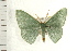  ( - IM08-0951)  @14 [ ] CreativeCommons - Attribution (2008) Unspecified Centre for Biodiversity Genomics