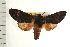  ( - IM08-0977)  @13 [ ] CreativeCommons - Attribution (2008) Unspecified Centre for Biodiversity Genomics