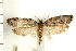  ( - IM08-0990)  @13 [ ] CreativeCommons - Attribution (2008) Unspecified Centre for Biodiversity Genomics