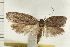  ( - IM08-1004)  @13 [ ] CreativeCommons - Attribution (2008) Unspecified Centre for Biodiversity Genomics