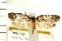  ( - IM08-1030)  @11 [ ] CreativeCommons - Attribution (2008) Unspecified Centre for Biodiversity Genomics