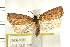  ( - IM08-1033)  @13 [ ] CreativeCommons - Attribution (2008) Unspecified Centre for Biodiversity Genomics