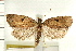  ( - IM08-1038)  @13 [ ] CreativeCommons - Attribution (2008) Unspecified Centre for Biodiversity Genomics