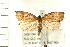  ( - IM08-1046)  @13 [ ] CreativeCommons - Attribution (2008) Unspecified Centre for Biodiversity Genomics