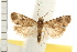  (Lobesia transtrifera - IM08-1049)  @14 [ ] CreativeCommons - Attribution (2008) Unspecified Centre for Biodiversity Genomics