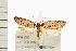  ( - IM08-1050)  @12 [ ] CreativeCommons - Attribution (2008) Unspecified Centre for Biodiversity Genomics