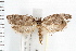  ( - IM08-1085)  @13 [ ] CreativeCommons - Attribution (2008) Unspecified Centre for Biodiversity Genomics