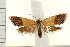  (Eupselia sp. ANICMK220 - IM08-1570)  @14 [ ] CreativeCommons - Attribution (2008) Unspecified Centre for Biodiversity Genomics