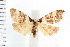  ( - IM08-1117)  @14 [ ] CreativeCommons - Attribution (2008) Unspecified Centre for Biodiversity Genomics