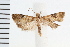  ( - IM08-1122)  @13 [ ] CreativeCommons - Attribution (2008) Unspecified Centre for Biodiversity Genomics