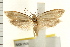  ( - IM08-1595)  @13 [ ] CreativeCommons - Attribution (2008) Unspecified Centre for Biodiversity Genomics