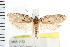  ( - IM08-1133)  @14 [ ] CreativeCommons - Attribution (2008) Unspecified Centre for Biodiversity Genomics
