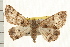  ( - IM08-1613)  @13 [ ] CreativeCommons - Attribution (2008) Unspecified Centre for Biodiversity Genomics