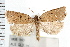  (Meritastis polygraphana - IM08-1160)  @15 [ ] CreativeCommons - Attribution (2008) Unspecified Centre for Biodiversity Genomics