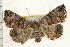 ( - IM08-1653)  @14 [ ] CreativeCommons - Attribution (2008) Unspecified Centre for Biodiversity Genomics