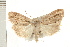  (Eurypsyche - IM08-1765)  @15 [ ] CreativeCommons - Attribution (2008) Unspecified Centre for Biodiversity Genomics