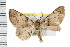  ( - IM08-1237)  @13 [ ] CreativeCommons - Attribution (2008) Unspecified Centre for Biodiversity Genomics