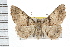  ( - IM08-1265)  @14 [ ] CreativeCommons - Attribution (2008) Unspecified Centre for Biodiversity Genomics