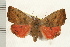  ( - IM08-1907)  @13 [ ] CreativeCommons - Attribution (2008) Unspecified Centre for Biodiversity Genomics
