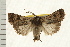  ( - IM08-1949)  @13 [ ] CreativeCommons - Attribution (2008) Unspecified Centre for Biodiversity Genomics