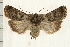  ( - IM08-1988)  @14 [ ] CreativeCommons - Attribution (2008) Unspecified Centre for Biodiversity Genomics