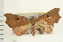  ( - IM08-2095)  @14 [ ] CreativeCommons - Attribution (2008) Unspecified Centre for Biodiversity Genomics