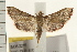  ( - IM08-2215)  @13 [ ] CreativeCommons - Attribution (2008) Unspecified Centre for Biodiversity Genomics