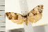  ( - IM08-2250)  @13 [ ] CreativeCommons - Attribution (2008) Unspecified Centre for Biodiversity Genomics