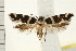  ( - IM08-2301)  @13 [ ] CreativeCommons - Attribution (2008) Unspecified Centre for Biodiversity Genomics