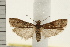  ( - IM08-2354)  @13 [ ] CreativeCommons - Attribution (2008) Unspecified Centre for Biodiversity Genomics